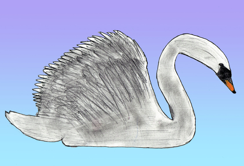 Cygne