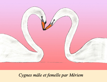 Cygne