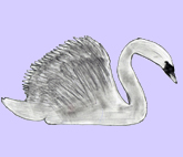 cygne